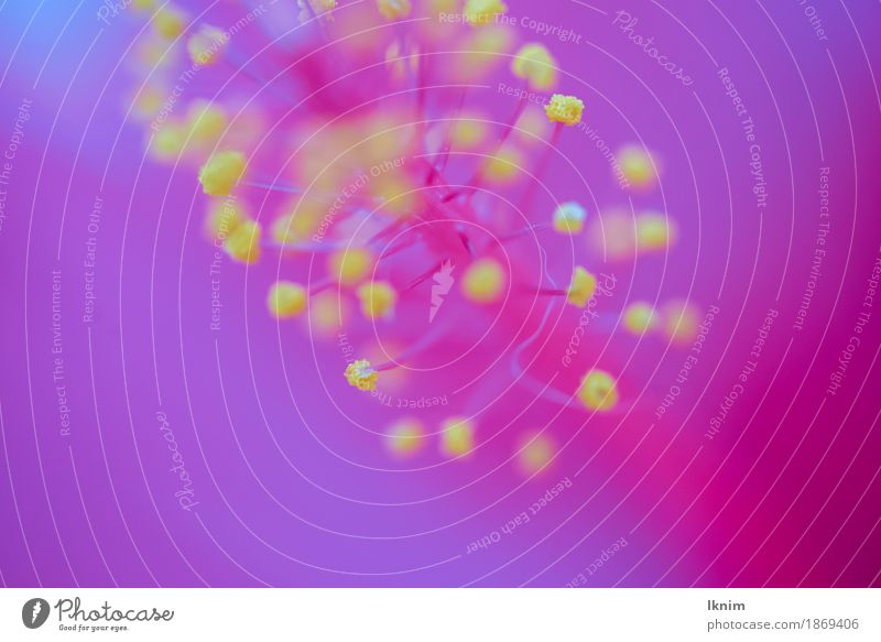 Blütenstempel, Makroaufnahme Pflanze Frühling Blume rosa gelb Pollen Staubfäden Blütenknospen Blütenpflanze Farbfoto mehrfarbig Detailaufnahme Menschenleer