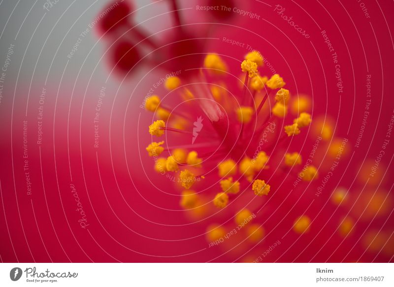 farbenfrohe rote Blüte Umwelt Natur Pflanze Blume gelb Makroaufnahme Hintergrundbild Blütenstempel Pollen Frühling Blühend mehrfarbig Staubfäden Blütenknospen