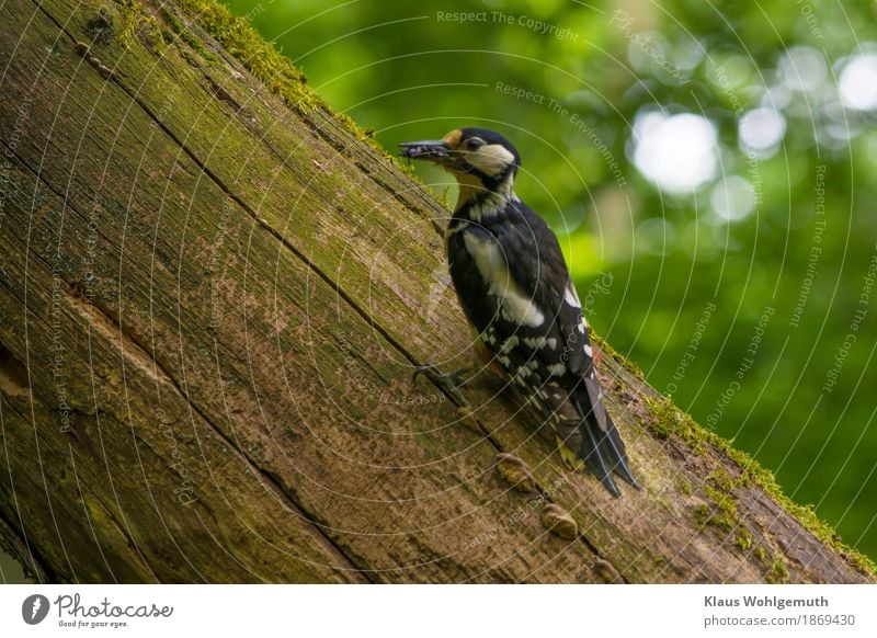 Die Kleinen warten auf mich Umwelt Natur Tier Frühling Baum Garten Park Wald Wildtier Vogel Wurm Tiergesicht Buntspecht 1 Fressen füttern wild blau braun gelb