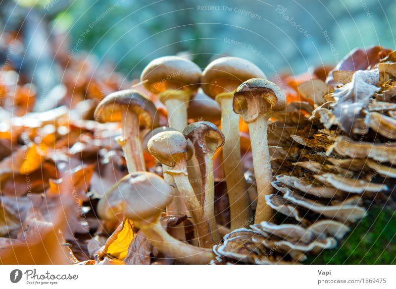 Gruppe Pilze Gemüse Bioprodukte Vegetarische Ernährung Diät Natur Pflanze Sonnenlicht Herbst Gras Moos Blatt Park Wald Wachstum frisch lecker natürlich wild