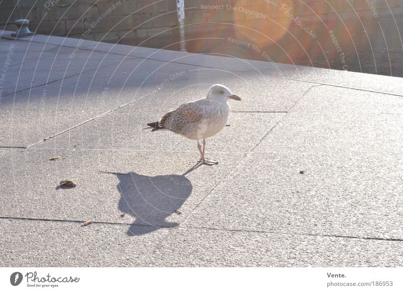 Tappsi, die tappsende Möwe aus Göteborg. Umwelt Sonne Sonnenaufgang Sonnenuntergang Sonnenlicht Sommer Herbst Klima Schönes Wetter Schweden Hafenstadt Altstadt