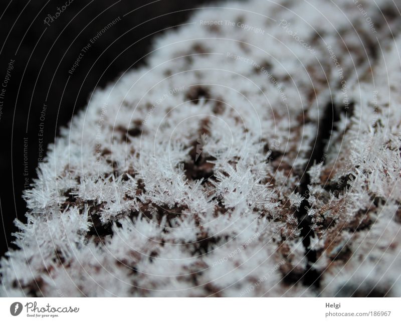 eiskalt erwischt... Umwelt Natur Winter Wetter Eis Frost frieren glänzend ästhetisch außergewöhnlich klein natürlich Spitze stachelig braun weiß schön