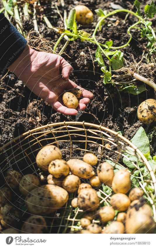 Frau Ernte Kartoffeln aus dem Garten Gemüse Sommer Gartenarbeit Hand Kultur Natur Pflanze Erde dreckig frisch natürlich Lebensmittel Feldfrüchte Bauernhof