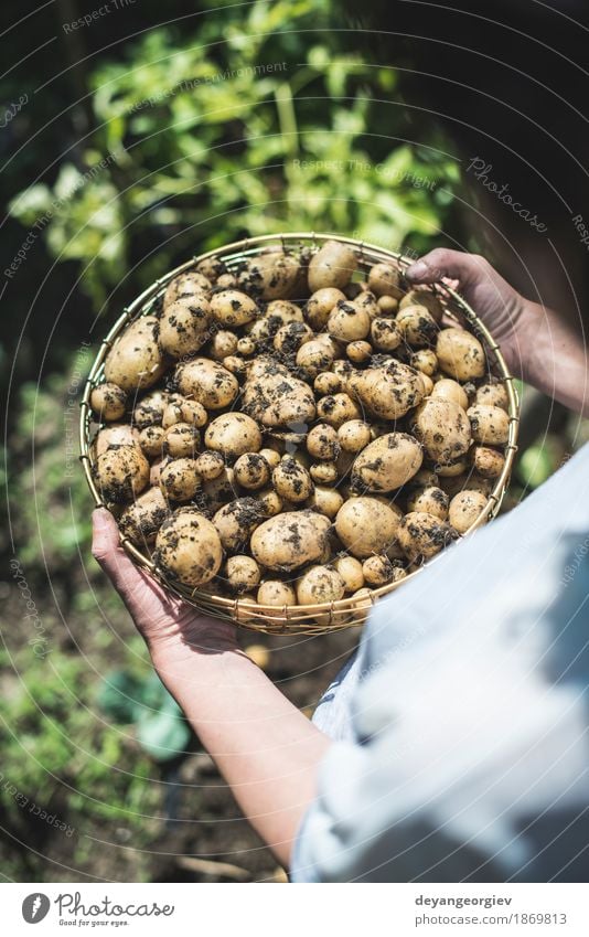 Frau Ernte Kartoffeln aus dem Garten Gemüse Sommer Gartenarbeit Hand Kultur Natur Pflanze Erde dreckig frisch natürlich Lebensmittel Feldfrüchte Bauernhof