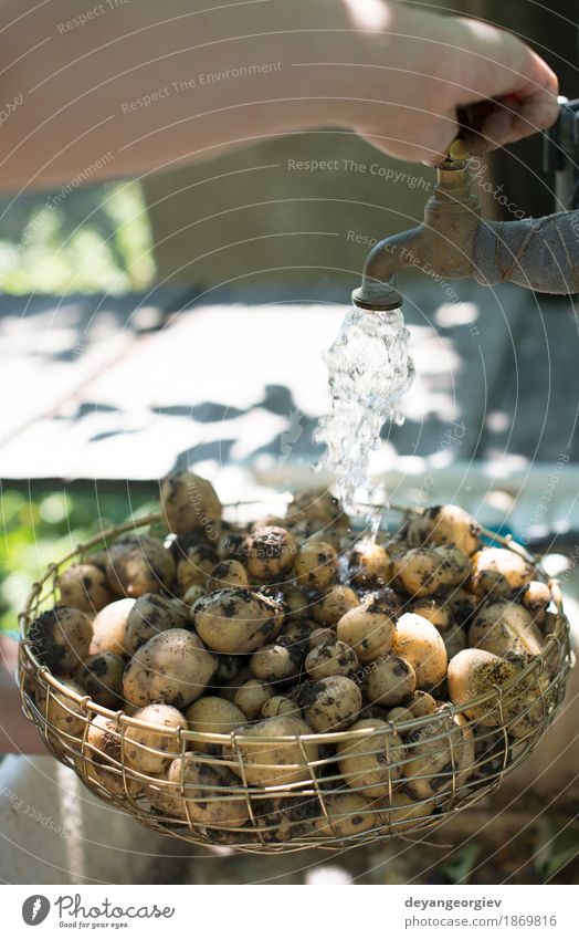 Frisch geerntete Kartoffeln waschen Gemüse Schalen & Schüsseln Frau Erwachsene Hand Pflanze frisch natürlich Sauberkeit grün Wäsche waschen Bauernhof Ackerbau