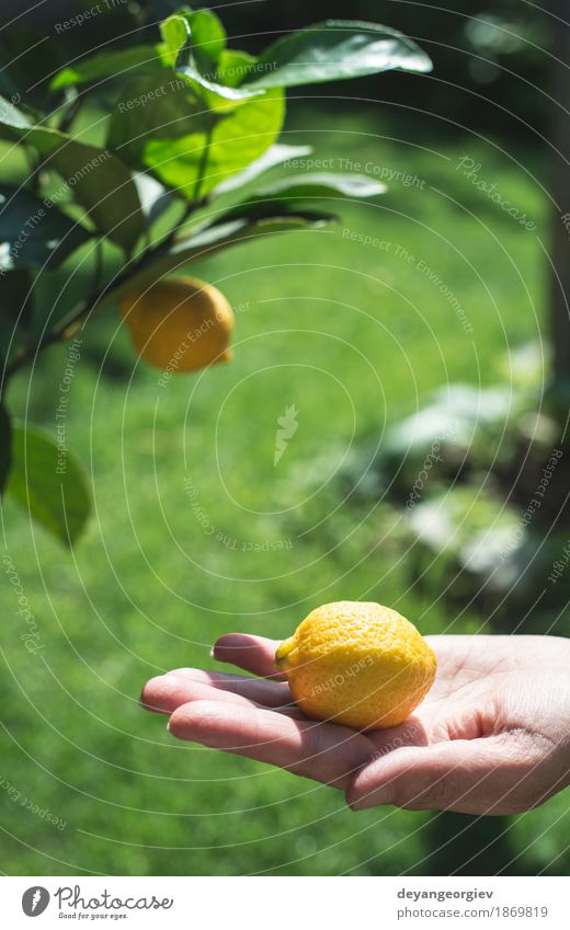 Junger Zitronenbaum und Frucht. Glück Sommer Garten Mensch Mädchen Frau Erwachsene Hand Natur Baum frisch natürlich gelb grün weiß jung Gesundheit Lebensmittel