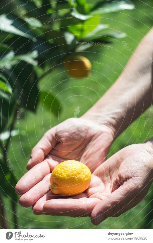 Junger Zitronenbaum und Frucht Glück Sommer Garten Mensch Mädchen Frau Erwachsene Hand Natur Baum frisch natürlich gelb grün weiß jung Gesundheit Lebensmittel