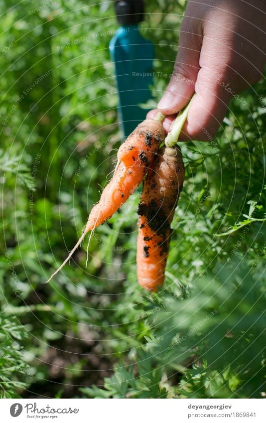 Frau Ernte Karotten Gemüse Vegetarische Ernährung Garten Gartenarbeit Erwachsene Hand Pflanze Erde Wachstum frisch grün Möhre organisch Lebensmittel Haufen