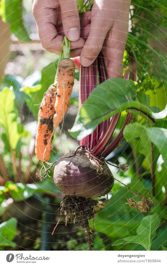 Frau Ernte Karotten und Rote Beete Gemüse Vegetarische Ernährung Diät Garten Gartenarbeit Erwachsene Natur Blatt Holz frisch grün Möhre organisch Gesundheit