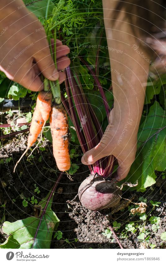 Frau Ernte Karotten und Rote Beete Gemüse Vegetarische Ernährung Diät Garten Gartenarbeit Erwachsene Natur Blatt Holz frisch grün Möhre organisch Gesundheit