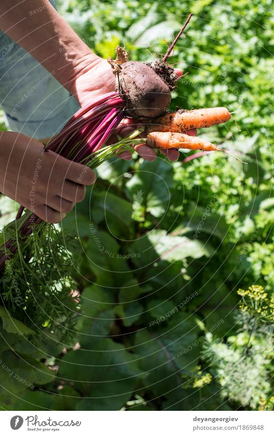 Frau Ernte Karotten und Rote Beete Gemüse Vegetarische Ernährung Diät Garten Gartenarbeit Erwachsene Natur Blatt Holz frisch grün Möhre organisch Gesundheit