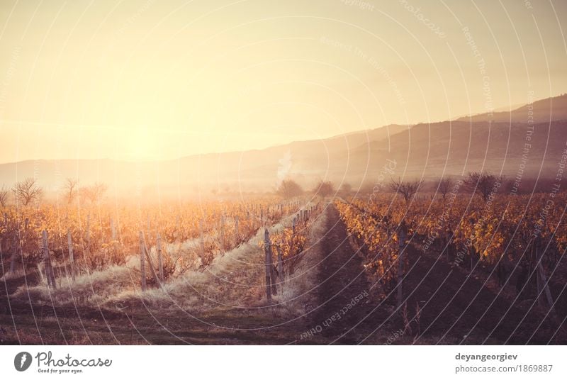 Weinberge bei Sonnenaufgang. Herbstliche Weinberge am Morgen Ferien & Urlaub & Reisen Tourismus Natur Landschaft Himmel Wachstum gelb grün rot Sonnenuntergang