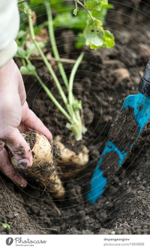 Pastinaken im Garten hautnah Gemüse Vegetarische Ernährung Sommer Gartenarbeit Hand Natur Pflanze Erde Blatt Holz frisch natürlich Pastinakwurzeln Wurzel