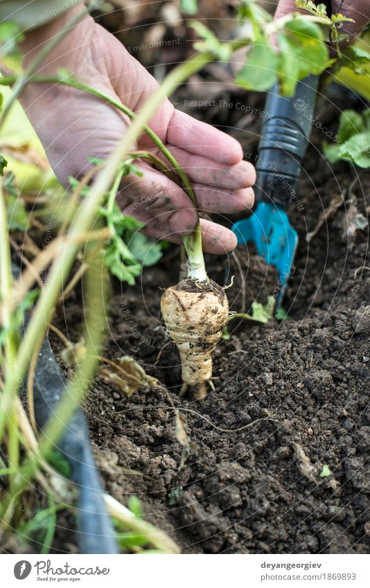 Pastinaken im Garten hautnah Gemüse Vegetarische Ernährung Sommer Gartenarbeit Hand Natur Pflanze Erde Blatt Holz frisch natürlich Pastinakwurzeln Wurzel