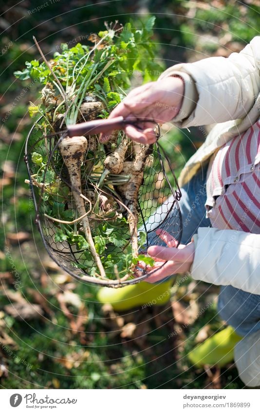 Frauengriffpastinake im Korb im Garten Gemüse Frucht Vegetarische Ernährung Gartenarbeit Erwachsene Hand Pflanze frisch natürlich braun grün weiß Wurzel