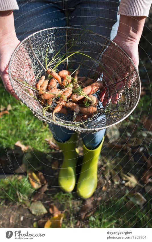 Karotten im Metallkorb auf dem Garten Gemüse Ernährung Vegetarische Ernährung Diät Gartenarbeit Natur Pflanze Blatt Holz frisch natürlich grün Korb Möhre