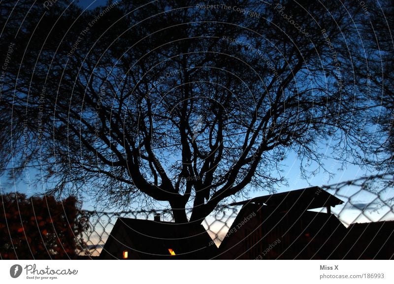 blaue Stunde Garten Nachthimmel Baum Park Haus Einfamilienhaus leuchten gigantisch Zaun Farbfoto Außenaufnahme Menschenleer Abend Dämmerung Licht Schatten