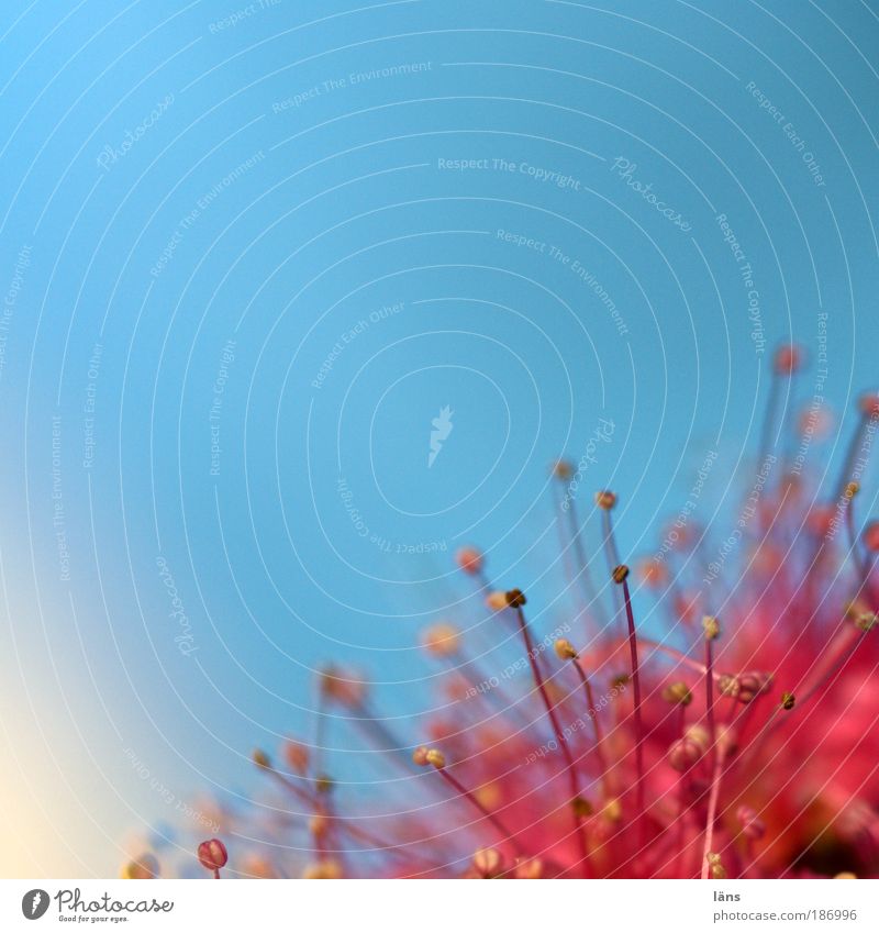 gespickt Natur Pflanze Himmel Wolkenloser Himmel Blüte Blühend ästhetisch außergewöhnlich blau rot schön Sträucher Farbfoto Außenaufnahme Nahaufnahme