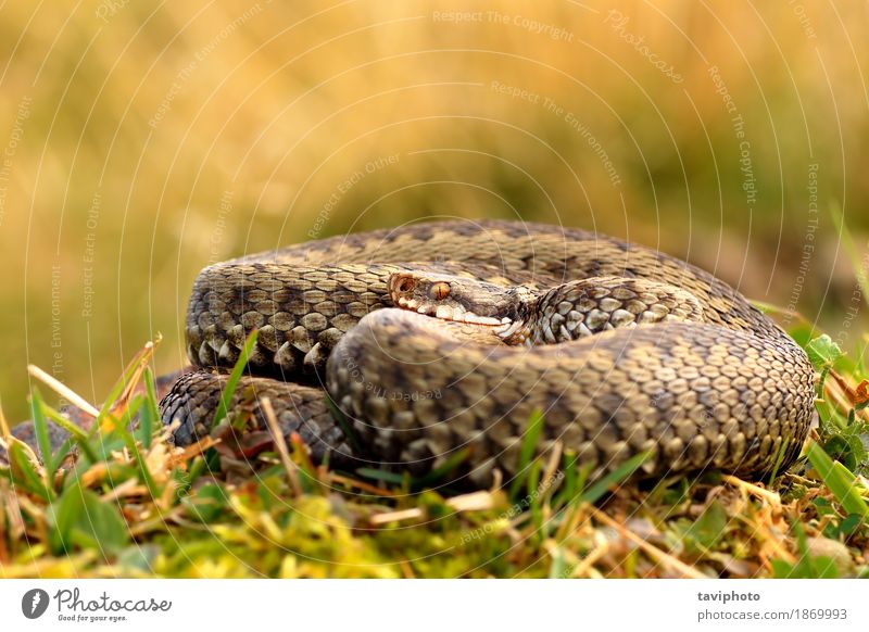 gemeinsame gekreuzte adder sonnen sich schön Frau Erwachsene Umwelt Natur Tier Wildtier Schlange natürlich wild braun Angst gefährlich Reptil giftig Ottern