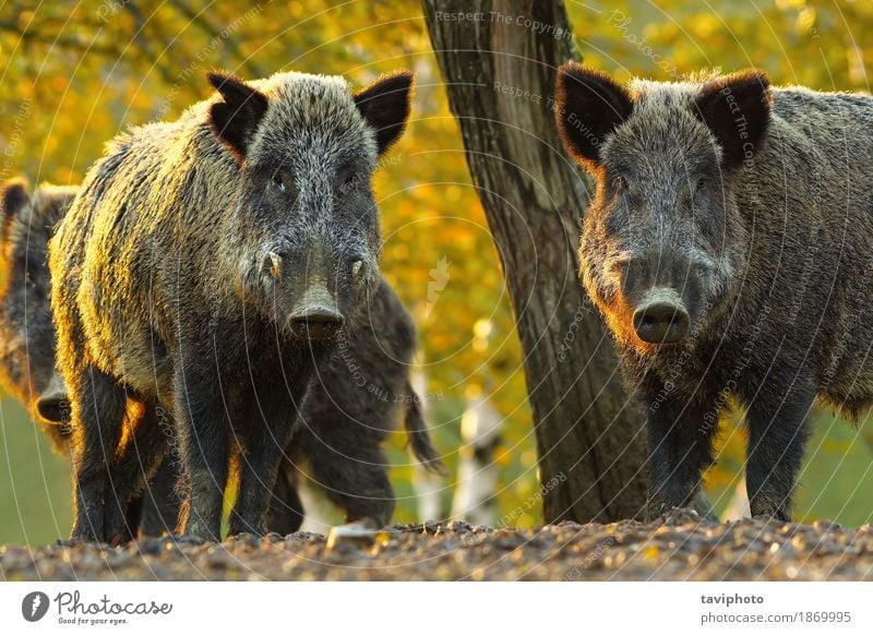 neugierige Wildschweine Gesicht Spielen Jagd Fotokamera Mann Erwachsene Zähne Umwelt Natur Tier Herbst Baum Wald Pelzmantel Behaarung dunkel groß niedlich stark