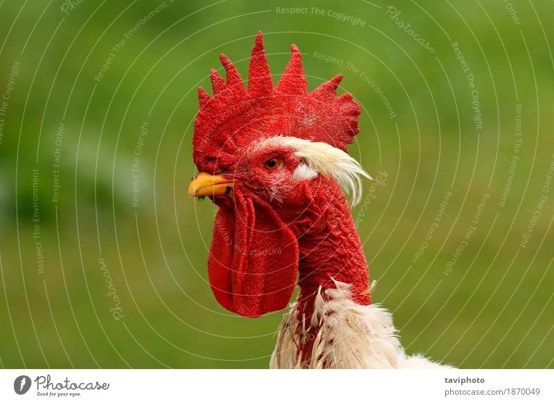 Hahnportrait auf grünem Hintergrund schön Garten Mann Erwachsene Natur Landschaft Tier Vogel stehen natürlich rot weiß Stolz Federvieh Ackerbau ländlich