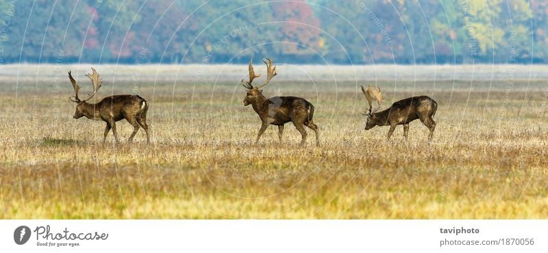 drei Damhirsche Mann Erwachsene Natur Landschaft Tier Gras Park Wiese Wald Pelzmantel Herde beobachten natürlich wild braun Hirsche Tierwelt Brachland Feld Bock