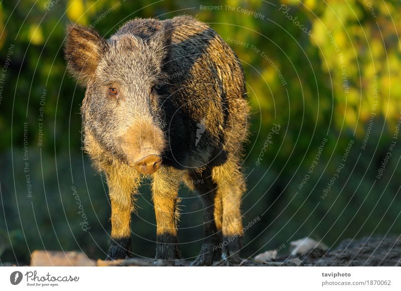 Wildschwein in einer Lichtung Jagd Umwelt Natur Tier Herbst Wald Pelzmantel Behaarung dunkel groß wild braun grün gefährlich Hausschwein Scrofa Schwein