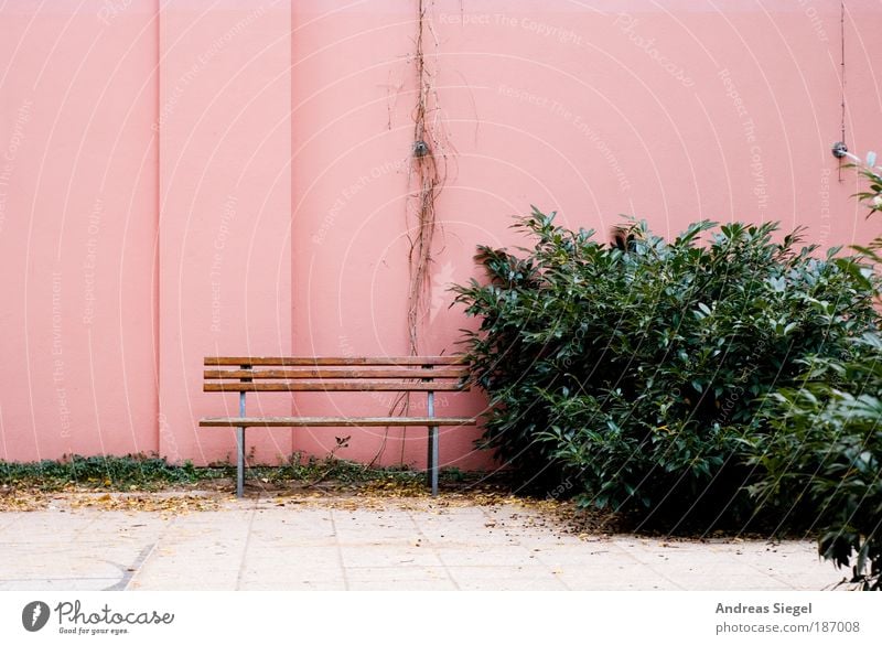 Setz dich! Lifestyle Stil Design harmonisch Wohlgefühl Sinnesorgane Erholung ruhig Spielplatz Häusliches Leben Natur Pflanze Sträucher Grünpflanze Blatt Ranke