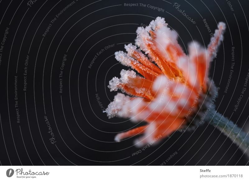 Flowerpower im November Ringelblume Calendula Calendula officinalis Novemberblume Spätblüher Herbstblume Novemberlicht Herbstblüte frostig Raureif Frost