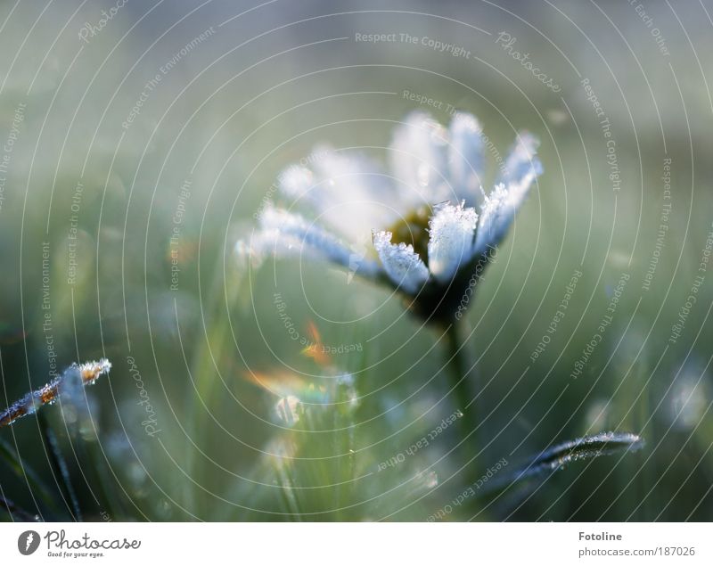 Wie ein Traum Umwelt Natur Landschaft Pflanze Urelemente Erde Wasser Herbst Winter Eis Frost Blume Gras Blüte Park Wiese Coolness frisch hell kalt nah natürlich