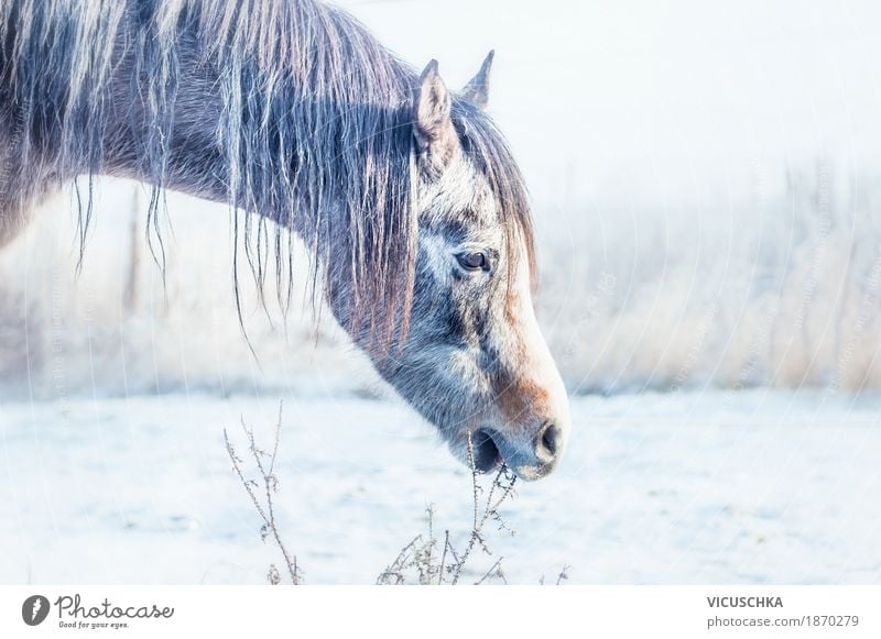 Winterpferdchen Lifestyle Natur Wiese Feld Tier Pferd 1 Pferdekopf Schnee kalt Gras Farbfoto Außenaufnahme Textfreiraum links Silhouette