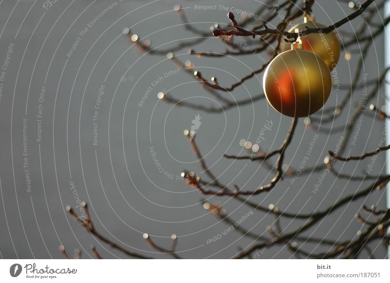 FRÜHTAU Feste & Feiern glänzend Weihnachtsdekoration Weihnachtsbaum Christbaumkugel Kugel Tau Baum Ast Weihnachten & Advent Wand Beton Mauer grau Vorfreude gold