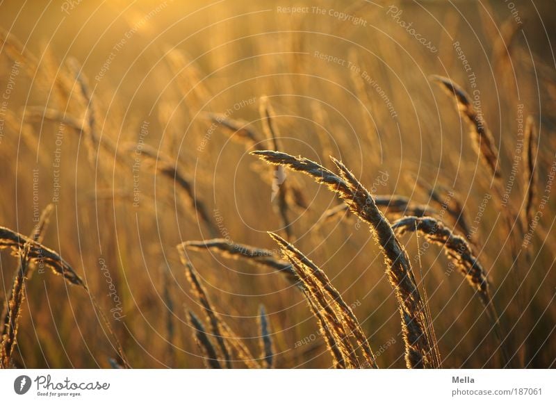 Ocker Umwelt Natur Pflanze Sonnenaufgang Sonnenuntergang Sonnenlicht Gras Gräserblüte Wiese Feld leuchten Wachstum natürlich Wärme braun gold Stimmung ruhig