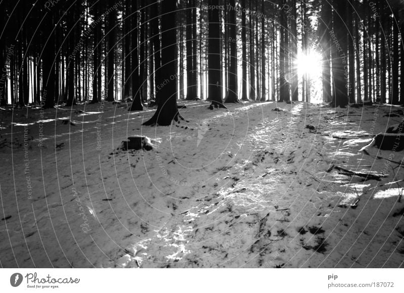 b&w christmas Natur Winter Schnee Baum Wald Erholung Freizeit & Hobby Klima Umwelt dunkel hell kalt Frost Sonne Kiefer Schwarzweißfoto Menschenleer