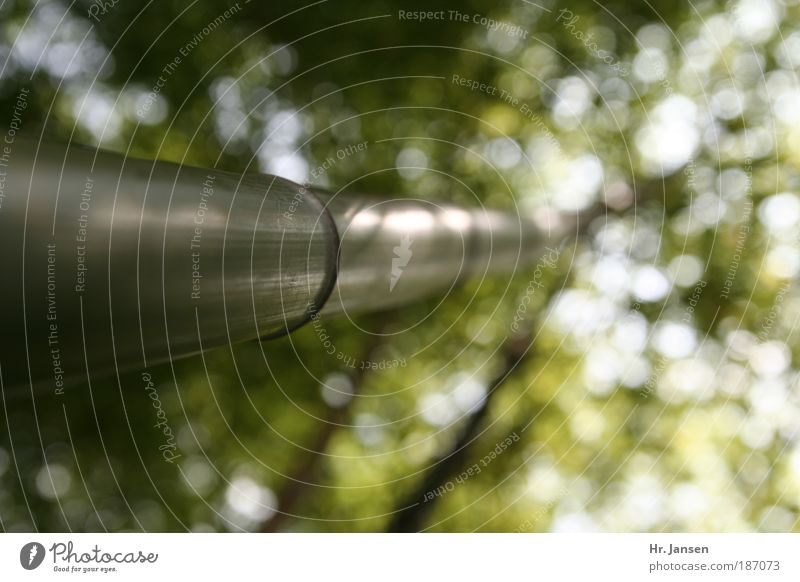 Bamboo Natur Pflanze Grünpflanze Nutzpflanze Bambusrohr Holz grün ruhig Umwelt China Asien Farbfoto Außenaufnahme Nahaufnahme Makroaufnahme Textfreiraum rechts