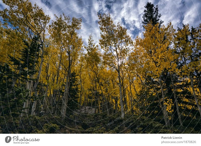 Aspen in Fall schön Ferien & Urlaub & Reisen Tourismus Ausflug Abenteuer Freiheit Berge u. Gebirge wandern Umwelt Natur Landschaft Urelemente Erde Himmel Wolken