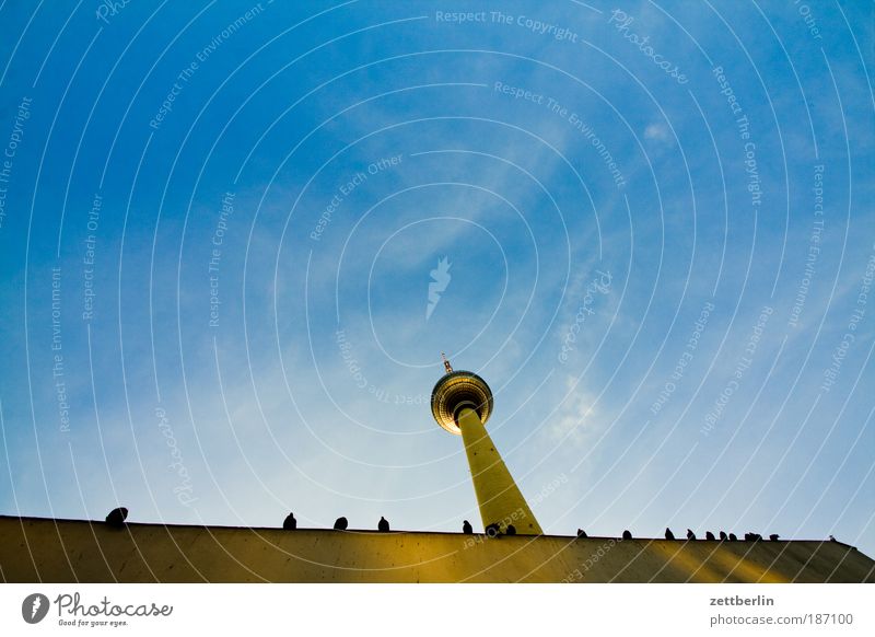 Tauben Berlin Hauptstadt alex Alexanderplatz Berliner Fernsehturm funk- und ukw-turm telespargel Wahrzeichen Bauwerk Architektur Froschperspektive Himmel Wolken