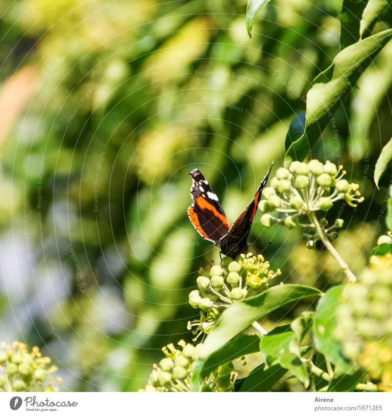 von drauß vom Walde komm ich her Sommer Schönes Wetter Efeu Tier Schmetterling Flügel Admiral Insekt 1 fliegen hocken krabbeln sitzen ästhetisch schön klein