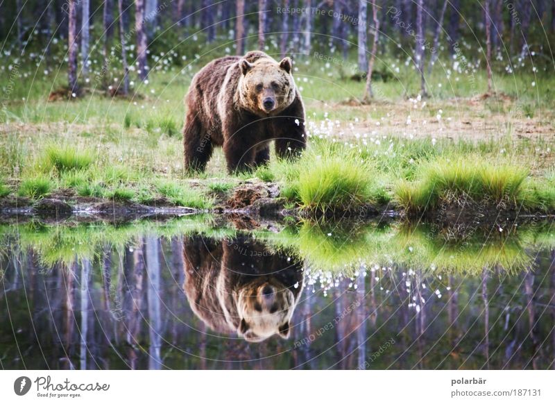 Bärin Valerie Braunbär Wildtier wild Wildnis Natur Umwelt Tier Jagd Jäger braun Fell bedrohlich Angst Meister Petz Fabelwesen Finnland Appetit & Hunger Neugier