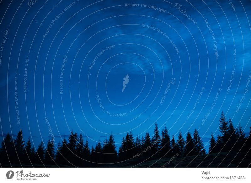 Wald von Kiefern unter blauem dunklem nächtlichem Himmel mit vielen spielt die Hauptrolle Ferien & Urlaub & Reisen Tourismus Tapete Umwelt Natur Landschaft