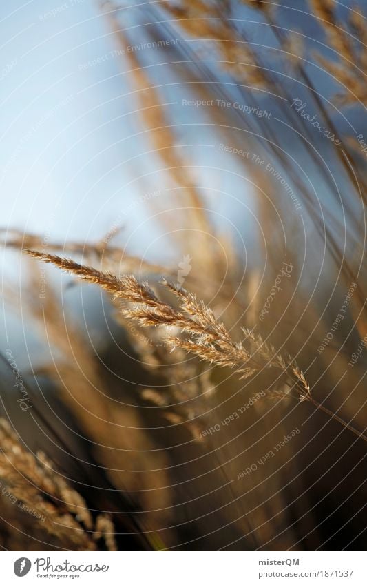 Ostsee II Kunst ästhetisch Feld dezent Wind wehen Windstille Windkraftanlage Windböe Gras Natur Außenaufnahme weich Erholung Idylle friedlich Farbfoto