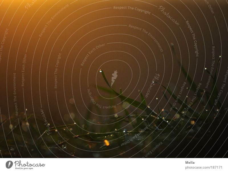 Morgenröte Umwelt Natur Pflanze Erde Wassertropfen Sonnenaufgang Sonnenuntergang Gras Wiese Tropfen glänzend leuchten Wachstum dunkel natürlich Stimmung