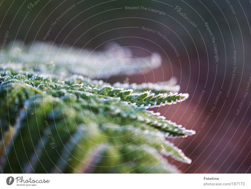 frostiger Farn Umwelt Natur Pflanze Urelemente Wasser Herbst Winter Klima Wetter Schönes Wetter Eis Frost Sträucher Blatt Park Coolness frisch hell kalt schön