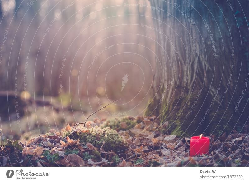 Wald(licht)ung Ferien & Urlaub & Reisen Freiheit wandern Umwelt Natur Landschaft Feuer Luft Sonnenlicht Herbst Winter Klima Schönes Wetter Eis Frost Pflanze