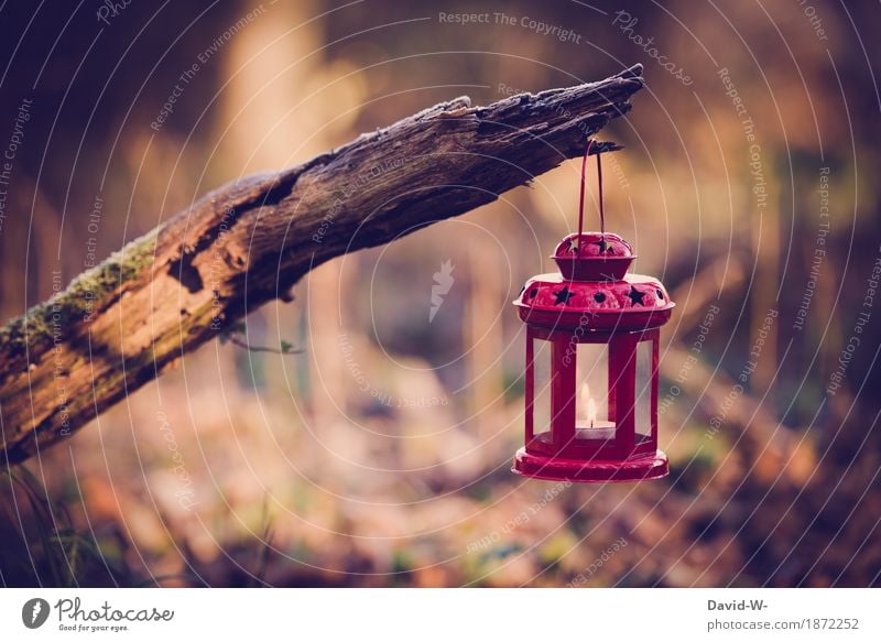 Sterne im Wald Lifestyle Umwelt Natur Landschaft Luft Herbst Winter Klima Wärme Baum leuchten Kerze Stern (Symbol) Laterne hängen Ast Flamme brennen Erholung