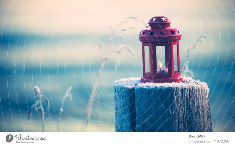 Winterzeit Stil Mensch Kunst Umwelt Natur Landschaft Schönes Wetter Pflanze leuchten Laterne Kerze Teelicht rot Stern (Symbol) schön stimmig kalt Frost Eis