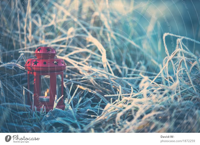 kleine rote Laterne Weihnachten & Advent Kunst Kunstwerk Umwelt Natur Landschaft Winter Schönes Wetter schlechtes Wetter Eis Frost Schnee Pflanze Gras Sträucher