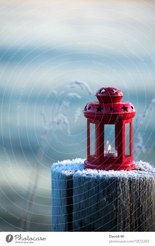 ich sehe Sternchen Kunst Künstler Umwelt Natur Landschaft Herbst Winter Klimawandel Schönes Wetter Nebel Eis Frost Schnee Schneefall Pflanze Sträucher Feld