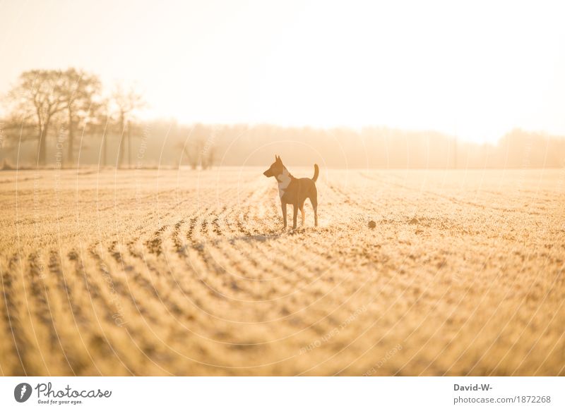 Auslauf muss sein... elegant Stil Design Kunst Umwelt Natur Winter Schönes Wetter Nebel Eis Frost Schnee Pflanze Baum Feld Tier Haustier Hund beobachten Denken