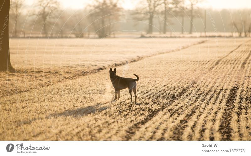 mit dem Hund spazieren gehen draußen Acker Sonnenlicht Sonnenuntergang Sonnenstrahlen gelb beobachten Blick in die Kamera Atem kalt Frost eisig Winter Tier